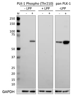 Biolegend PhosphoPair PLK-1 (Thr210) Antibody Set