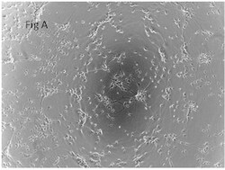 Biolegend Recombinant Human Slit-3 (carrier-free), Quantity: Each of 1