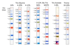 Biolegend Prime-Step Prestained Broad Range Protein Ladder, Quantity: Each