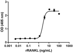 Biolegend Recombinant Rat RANKL (TRANCE, TNFSF11) (carrier-free), Quantity: