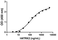 Biolegend Recombinant Human NTRK2-Fc Chimera (CHO express, carrier-free),
