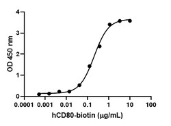 Biolegend Recombinant Human CD28-Fc Chimera (CHO express, carrier-free),