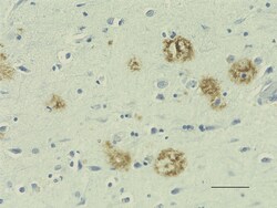 Biolegend Biotin (azide-free) anti-β-Amyloid, 17-24, Quantity: Each of