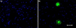 Biolegend Alexa Fluor 488 anti-β-Amyloid, 17-24, Quantity: Each of 1