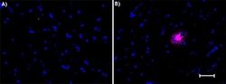 Biolegend Alexa Fluor 647 anti-β-Amyloid, 17-24, Quantity: Each of 1