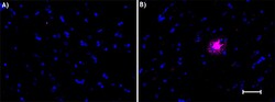 Biolegend Alexa Fluor 647 anti-β-Amyloid, 17-24, Quantity: Each of 1