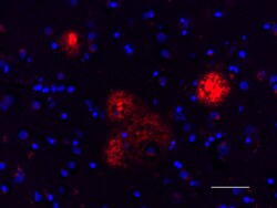 Biolegend Spark YG 570 anti-β-Amyloid, 17-24, Quantity: Each of 1