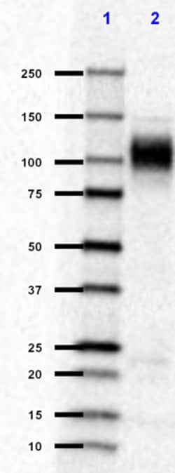 Biolegend Purified (azide-free) anti-APP, Quantity: Each of 1