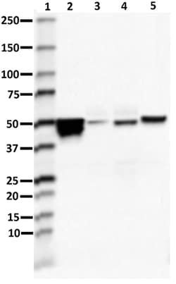 Biolegend Purified anti-GFAP, Quantity: Each of 1