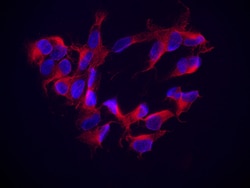 Biolegend Alexa Fluor 594 anti-Tubulin β 3 (TUBB3), Quantity: Each of 1