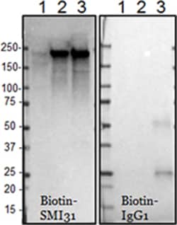 Biolegend Biotin anti-Neurofilament H (NF-H), Phosphorylated, Quantity: