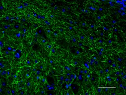 Biolegend Alexa Fluor 488 anti-Neurofilament H (NF-H), Phosphorylated,