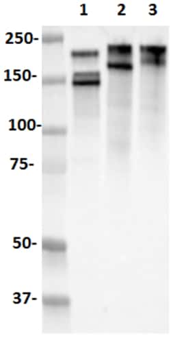 Biolegend HRP anti-Neurofilament H (NF-H), Nonphosphorylated, Quantity: