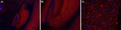 Biolegend Alexa Fluor 594 anti-MAP2, Quantity: Each of 1