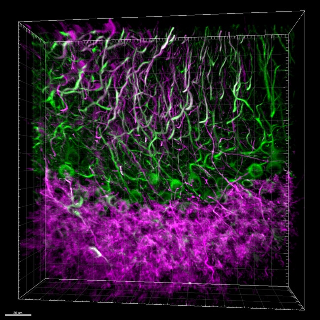Biolegend Alexa Fluor 647 antiMAP2, Quantity Each of 1 Fisher