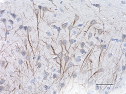 Biolegend Purified (azide-free) anti-MAP2, Quantity: Each of 1