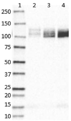 Biolegend Purified (azide-free) anti-APP C-Terminal Fragment, Quantity:
