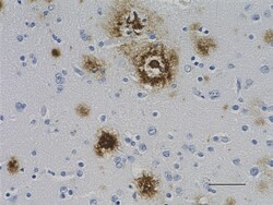 Biolegend Biotin (azide-free) anti-β-Amyloid, 1-16, Quantity: Each of 1