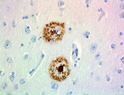 Biolegend HRP anti-β-Amyloid, 1-16, Quantity: Each of 1