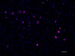 Biolegend Alexa Fluor 647 anti-β-Amyloid, 1-16, Quantity: Each of 1