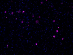 Biolegend Alexa Fluor 647 anti-β-Amyloid, 1-16, Quantity: Each of 1