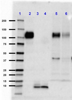 Biolegend Ultra-LEAF Purified anti-β-Amyloid, 1-16, Quantity: Each of 1