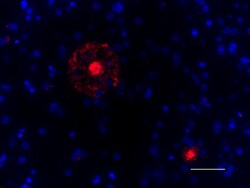 Biolegend Spark YG 570 anti-β-Amyloid, 1-16, Quantity: Each of 1