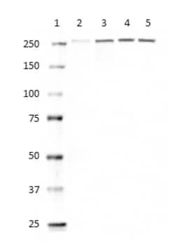 Biolegend Purified (azide-free) Anti-Alpha-I Spectrin, Quantity: Each of