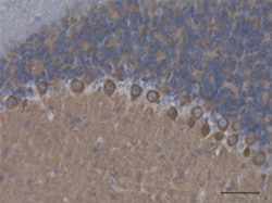 Biolegend Purified anti-Alpha-II Spectrin, Quantity: Each of 1