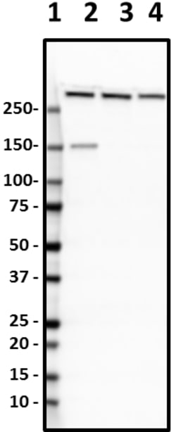 Biolegend Biotin anti-Alpha-II Spectrin [D8B7]; Isotype: Mouse IgG2b, ;