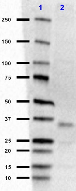 Biolegend Purified (azide-free) anti-Apo E, Quantity: Each of 1