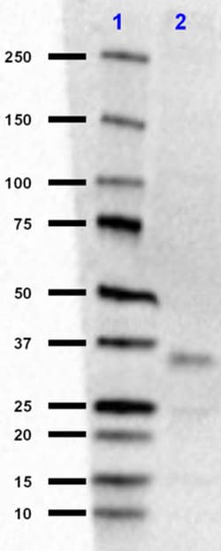 Biolegend Purified (azide-free) anti-Apo E, Quantity: Each of 1