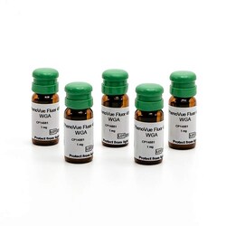 Revvity Health Sciences Inc PhenoVue Fluor 488 - WGA, Quantity: Each of