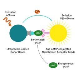 Revvity Health Sciences Inc AlphaScreen cAMP Detection Kit, 10,000 Assay