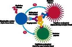 Revvity Health Sciences Inc AlphaLISA SureFire Ultra Multiplex Human Phospho-SYK