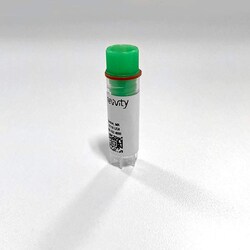 Revvity Health Sciences Inc Membrane Target Systems: Adenosine A<sub>2B</sub> (human) Membrane Preparation