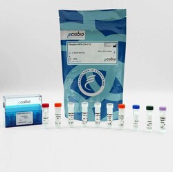 Revvity Health Sciences Inc HTRF Human & Mouse Phospho-AMPK (Thr172) Detection Kit, 96 Assay Points