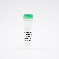 Revvity Health Sciences Inc HTRF Human and Mouse Total-p62/SQSTM1 Detection Kit, Control Lysate