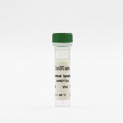 Revvity Health Sciences Inc HTRF Human Detection Kit, Control Lysate, Quantity: