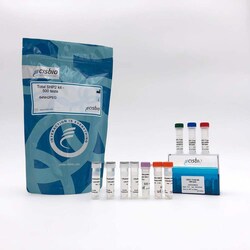 Revvity Health Sciences Inc&nbsp;HTRF Human & Mouse Total SHP2 Detection Kit, 500 Assay Points