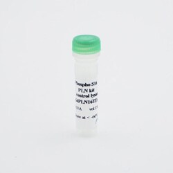 Revvity Health Sciences Inc HTRF Human Phospho-Phospholamban (Ser16) Detection