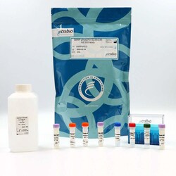 Revvity Health Sciences Inc HTRF Human & Mouse Phospho-S6RP (Ser235/236)