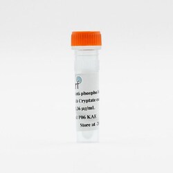 Revvity Health Sciences Inc HTRF mAb Anti-Phospho-I B Eu-Conjugate, 500