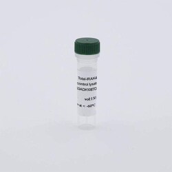 Revvity Health Sciences Inc HTRF Human Total IRAK4 Detection Kit, Control Lysate