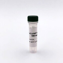 Revvity Health Sciences Inc HTRF Human STING Binding Kit Standard, Quantity: