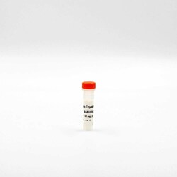 Revvity Health Sciences Inc&nbsp;HTRF Anti-Europium NH2 Labeling Reagent, 1 mg