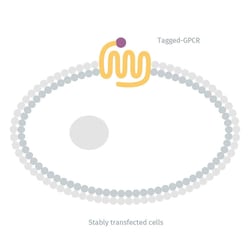 Revvity Health Sciences Inc&nbsp;HTRF Tag-Lite Glucagon GLP1 (HEK293) Receptor Cell line