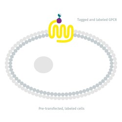 Revvity Health Sciences Inc&nbsp;Tag-lite Adenosine A2B receptor Frozen & Labeled Cells, 200 Assay Points