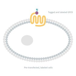 Revvity Health Sciences Inc Tag-lite Dopamine D2 Receptor Frozen & Labeled Cells, 200 Assay Points