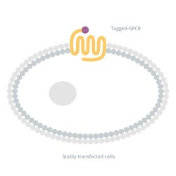 Revvity Health Sciences Inc&nbsp;Tag-lite &mu;-Opioid Receptor (OP3) Frozen & Labeled Cells, 200 Assay Points